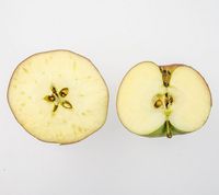 Ritt Bjerregård æble